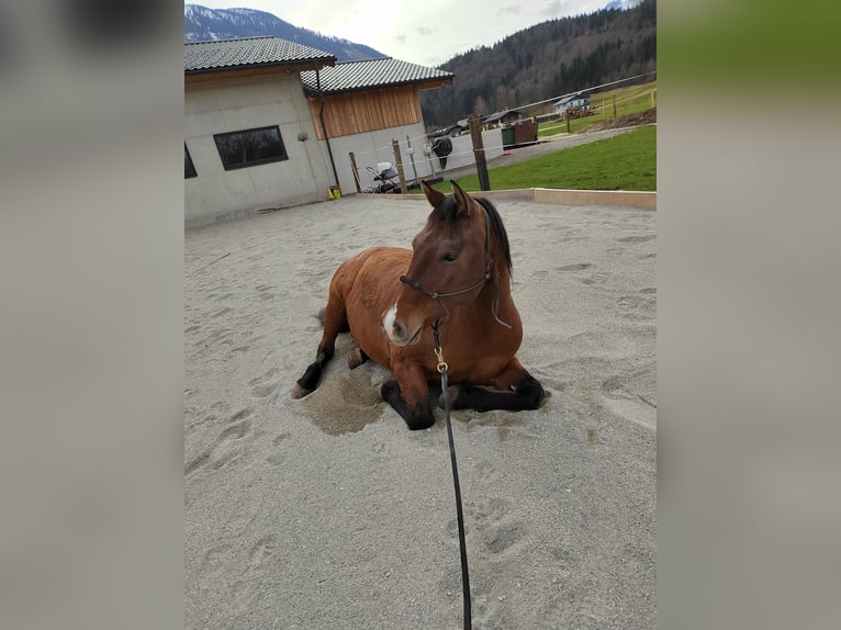 Leonharder Ruin 10 Jaar 160 cm Bruin in Großgmain