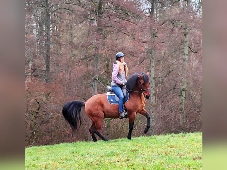 Leonharder Ruin 11 Jaar 155 cm Falbe in Hundsbach
