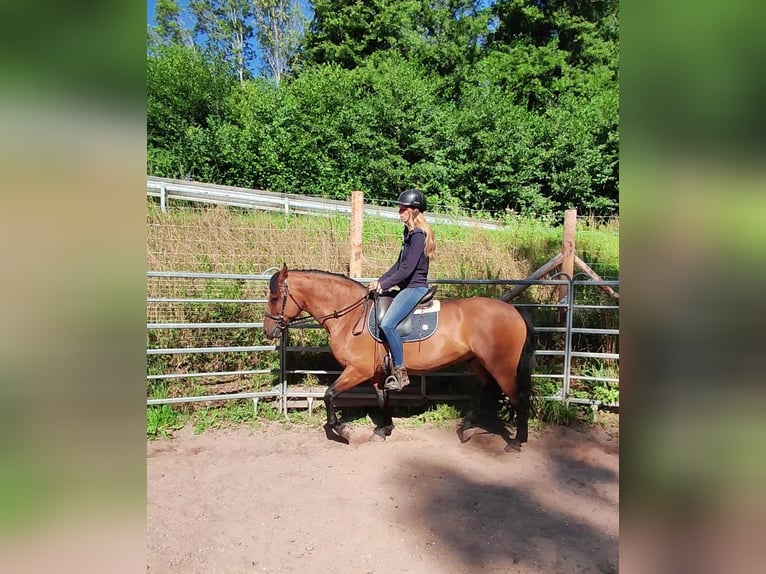 Leonharder Ruin 11 Jaar 155 cm Falbe in Hundsbach