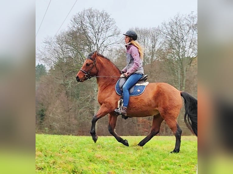 Leonharder Ruin 11 Jaar 155 cm Falbe in Hundsbach