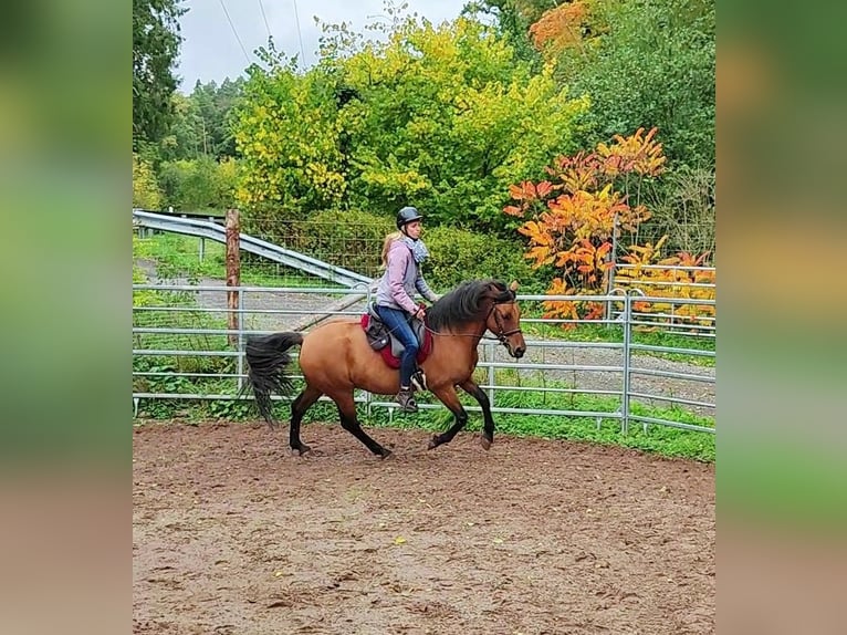 Leonharder Ruin 11 Jaar 155 cm Falbe in Hundsbach