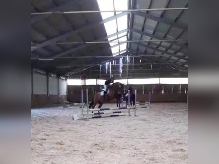 Leonharder Ruin 11 Jaar 155 cm Falbe in Hundsbach