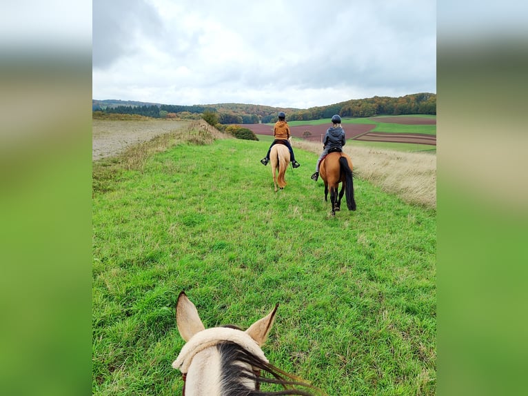 Leonharder Ruin 11 Jaar 155 cm Falbe in Hundsbach