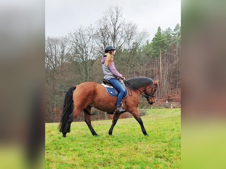 Leonharder Ruin 11 Jaar 155 cm Falbe in Hundsbach