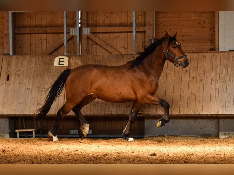 Leonharder Ruin 2 Jaar 150 cm Bruin in Grabenstätt
