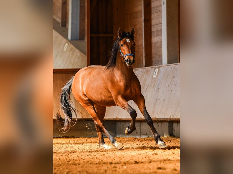 Leonharder Ruin 2 Jaar 150 cm Bruin in Grabenstätt