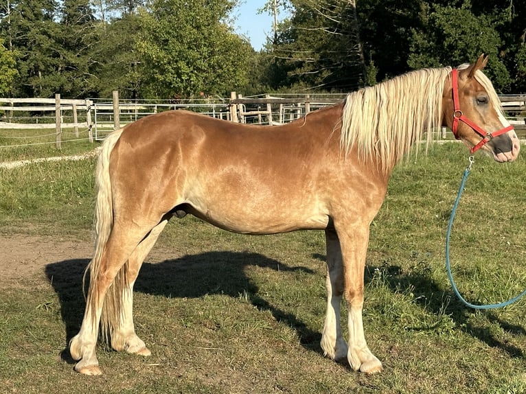 Leonharder Ruin 2 Jaar 150 cm Vos in Grabenstätt
