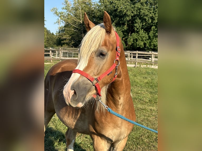 Leonharder Ruin 2 Jaar 150 cm Vos in Grabenstätt