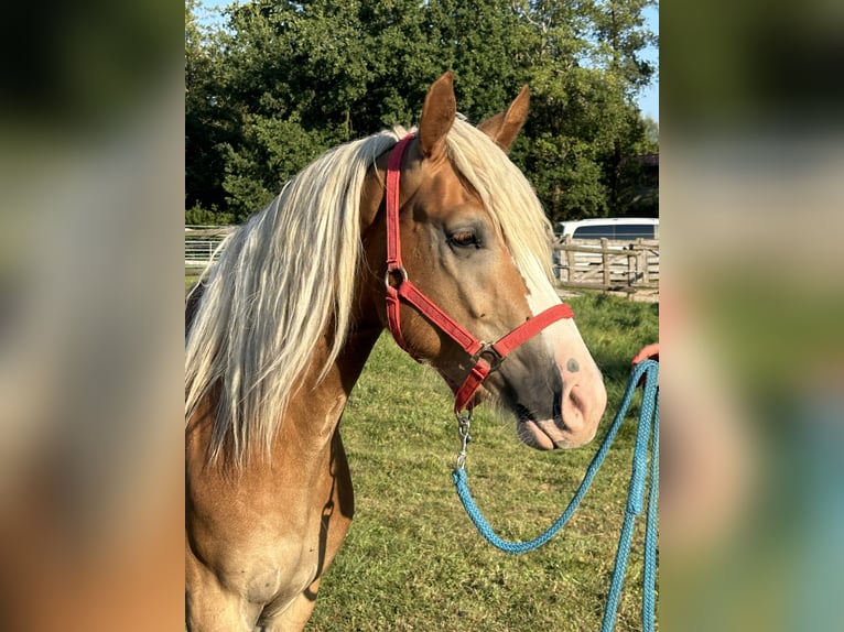 Leonharder Ruin 2 Jaar 150 cm Vos in Grabenstätt