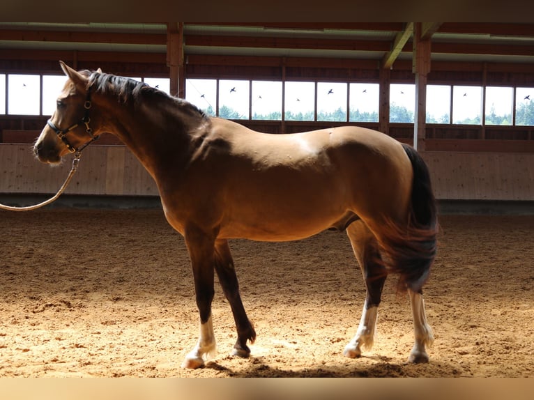 Leonharder Ruin 3 Jaar 152 cm Falbe in Grabenstätt