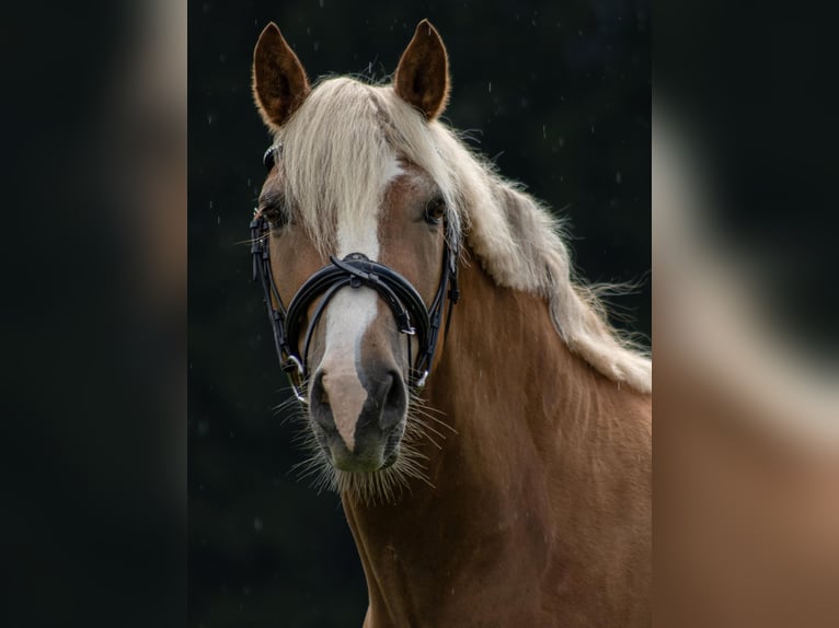 Leonharder Ruin 6 Jaar 150 cm Vos in Traunstein