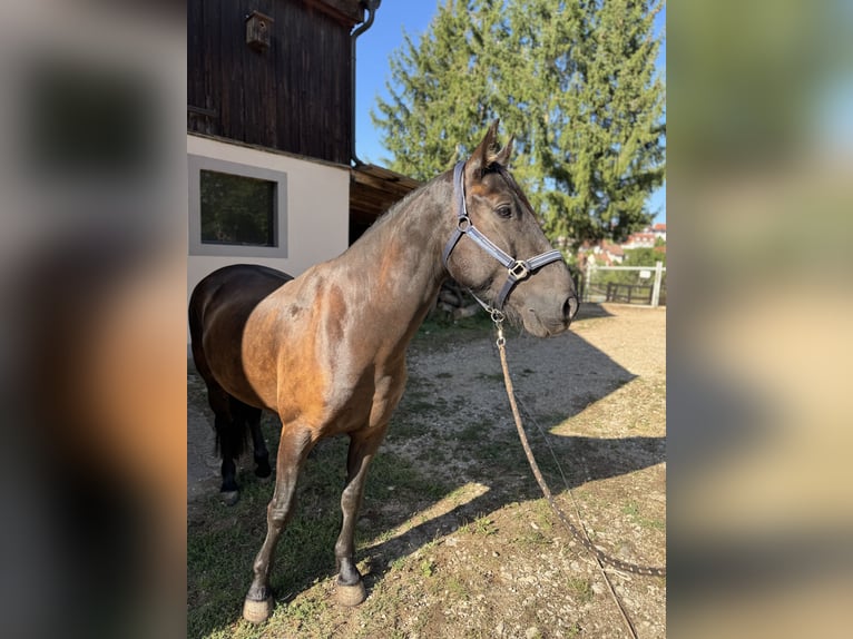 Leonharder Ruin 8 Jaar 156 cm Bruin in Ellingen