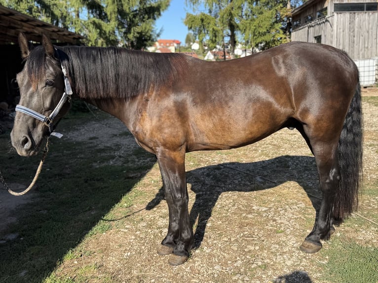 Leonharder Ruin 8 Jaar 156 cm Bruin in Ellingen