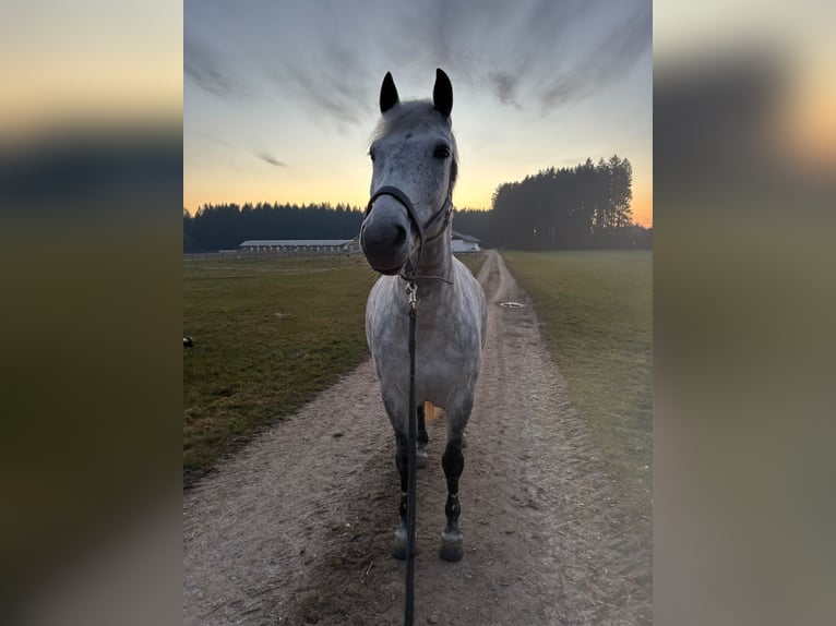 Leonharder Ruin 8 Jaar 167 cm Appelschimmel in Irsee