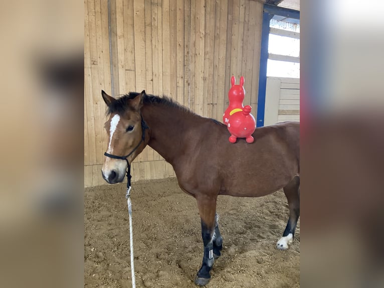 Leonharder Stute 11 Jahre Brauner in Grafrath