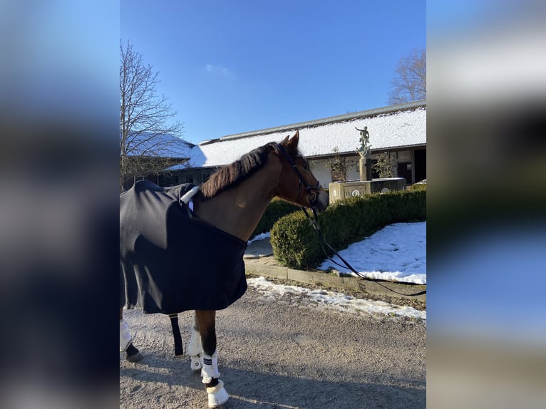 Leonharder Stute 11 Jahre Brauner in Grafrath