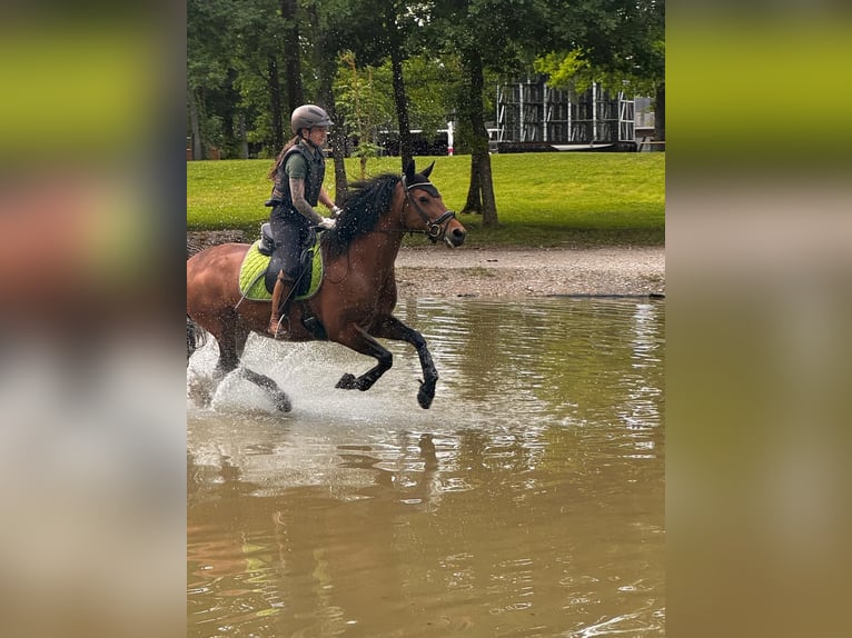 Leonharder Stute 12 Jahre 149 cm Rotbrauner in Stetten