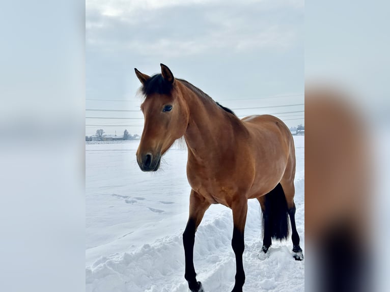 Leonharder Stute 12 Jahre 149 cm Rotbrauner in Stetten