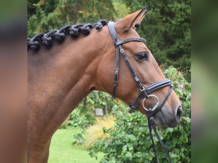 Leonharder Stute 12 Jahre 149 cm Rotbrauner in Stetten
