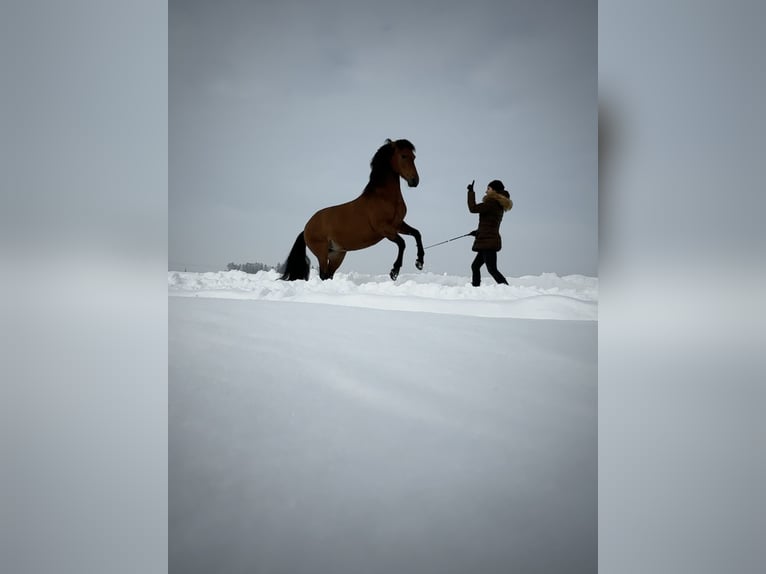 Leonharder Stute 12 Jahre 149 cm Rotbrauner in Stetten