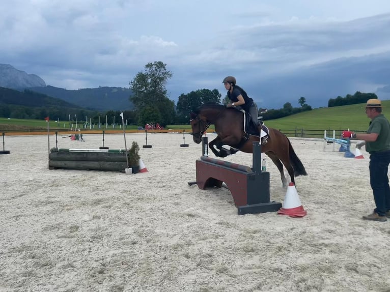 Leonharder Stute 12 Jahre 149 cm Rotbrauner in Stetten