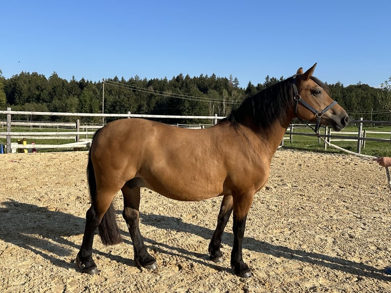 Leonharder Stute 16 Jahre 145 cm Brauner in Grabenstätt