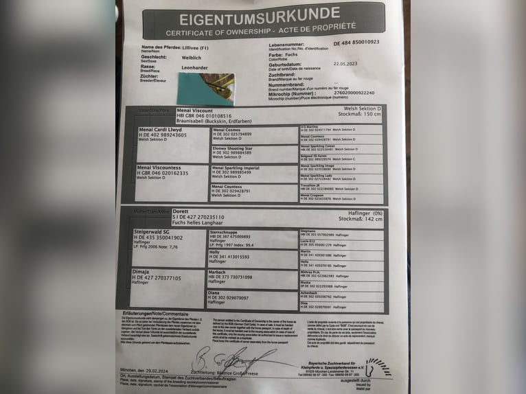 Leonharder Stute 2 Jahre 150 cm Fuchs in Karstädt