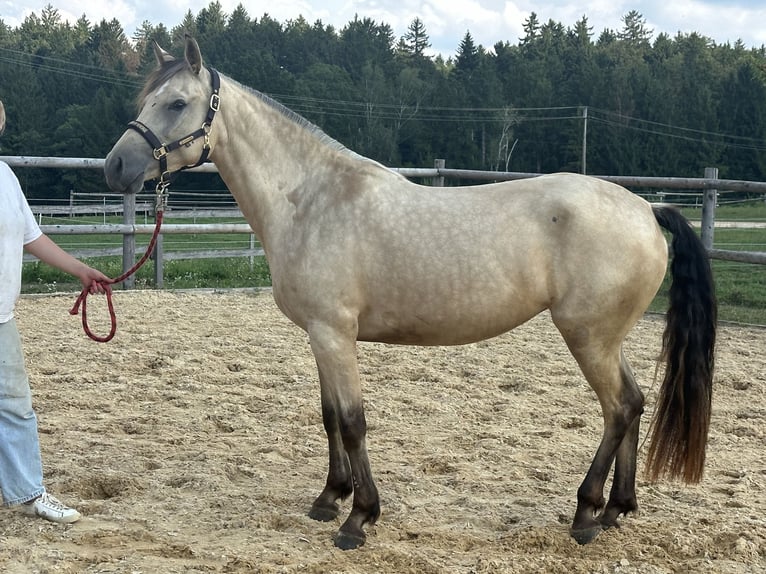 Leonharder Stute 3 Jahre 150 cm Falbe in Grabenstätt