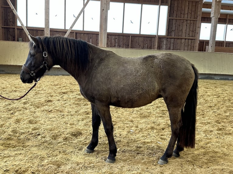Leonharder Stute 3 Jahre 150 cm Falbe in Grabenstätt