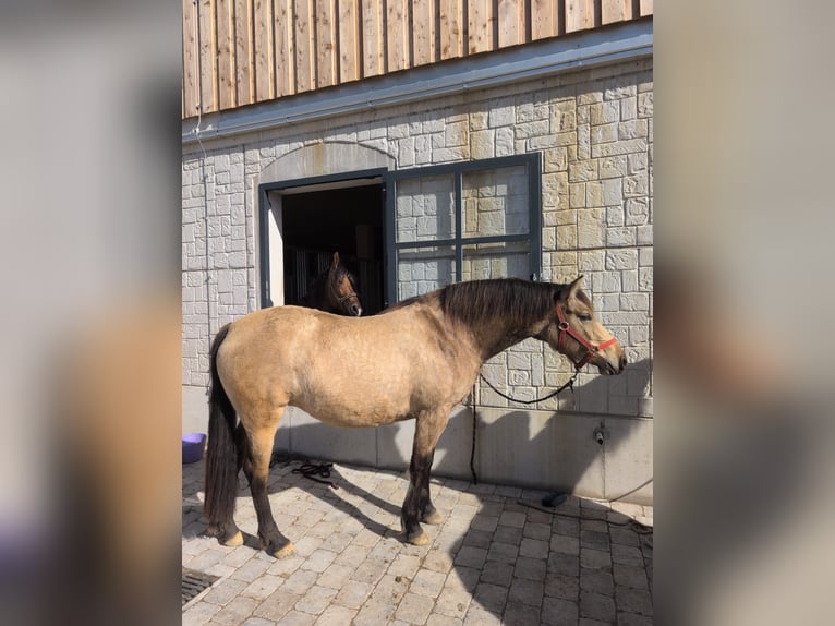 Leonharder Stute 3 Jahre 155 cm Falbe in Grabenstätt