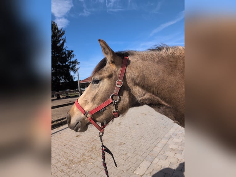 Leonharder Stute 3 Jahre 155 cm Falbe in Grabenstätt