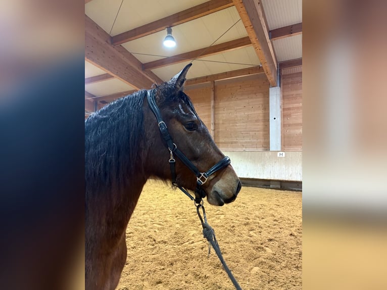 Leonharder Stute 3 Jahre 156 cm Brauner in Grabenstätt