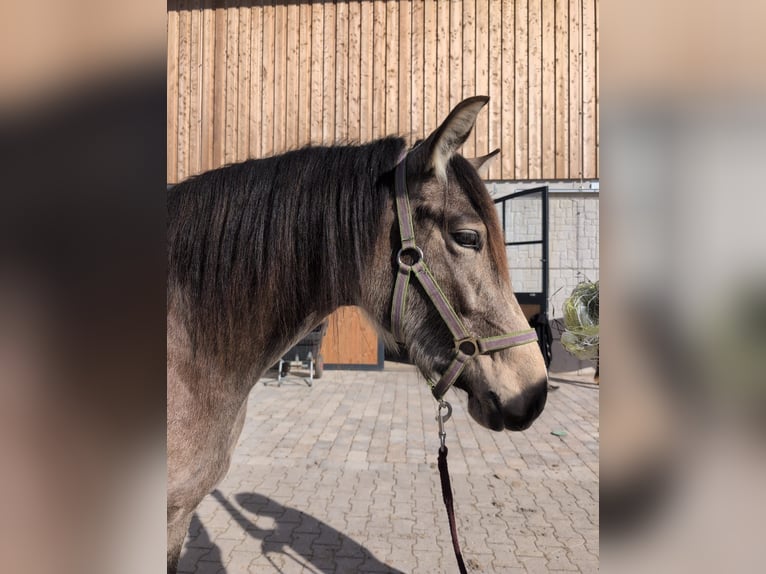 Leonharder Stute 3 Jahre 156 cm Buckskin in Grabenstätt