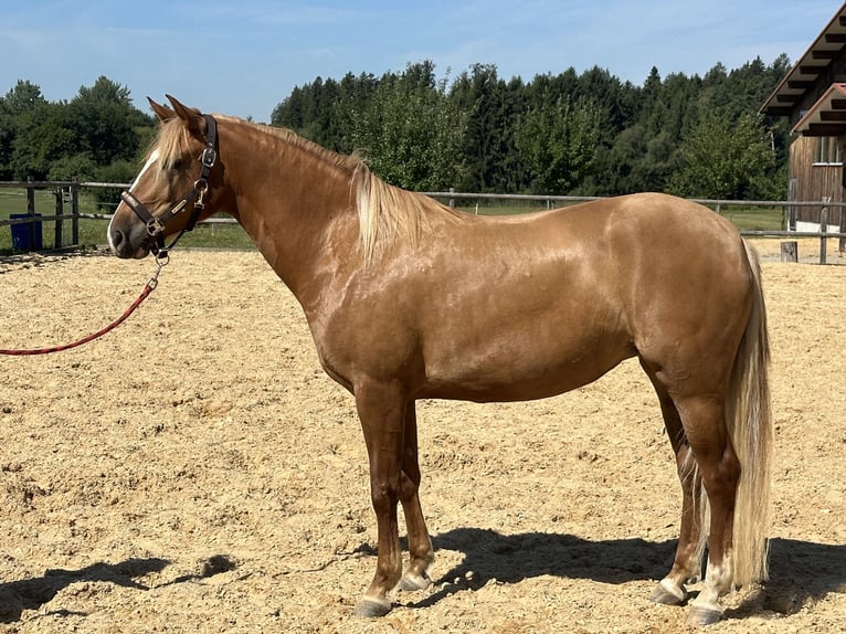 Leonharder Stute 4 Jahre 153 cm Fuchs in Grabenstätt