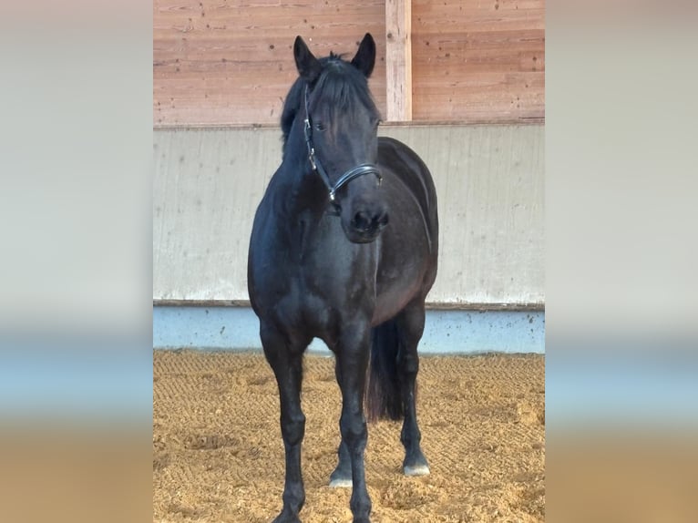 Leonharder Stute 7 Jahre 155 cm Rappe in Grabenstätt