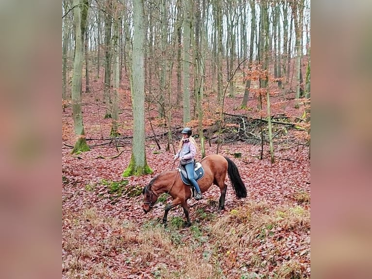 Leonharder Wałach 11 lat 155 cm Bułana in Hundsbach