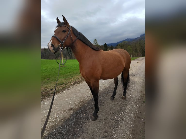 Leonharder Wallach 10 Jahre 160 cm Brauner in Großgmain