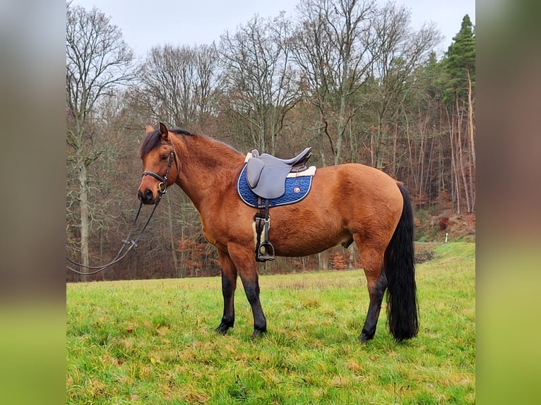 Leonharder Wallach 11 Jahre 155 cm in Hundsbach
