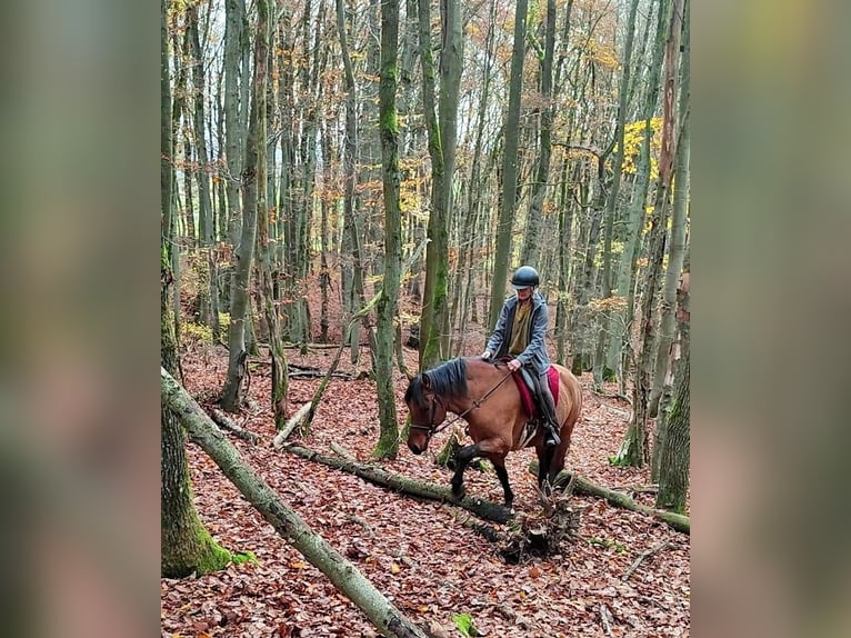 Leonharder Wallach 11 Jahre 155 cm Falbe in Hundsbach