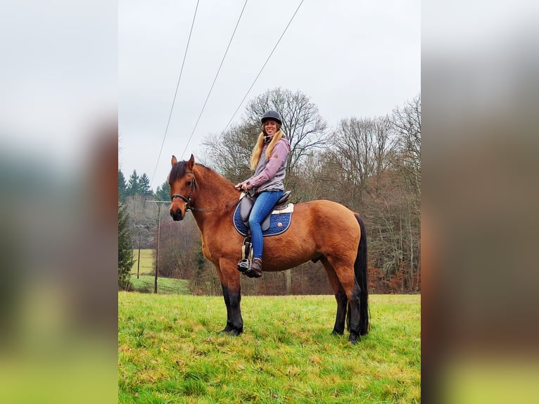 Leonharder Wallach 11 Jahre 155 cm Falbe in Hundsbach