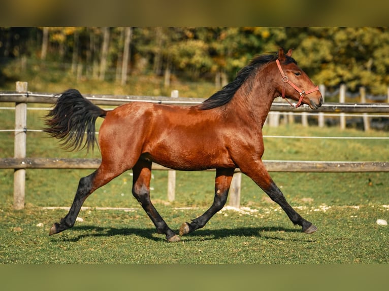 Leonharder Wallach 3 Jahre 147 cm Brauner in Grabenstätt