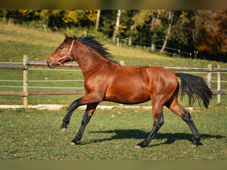 Leonharder Wallach 3 Jahre 147 cm Brauner in Grabenstätt