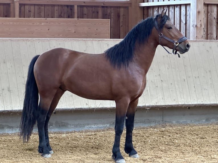 Leonharder Wallach 3 Jahre 147 cm Brauner in Grabenstätt