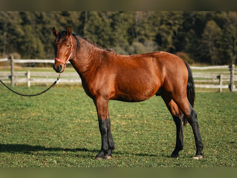 Leonharder Wallach 3 Jahre 147 cm Brauner in Grabenstätt
