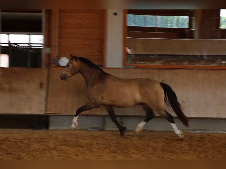 Leonharder Wallach 3 Jahre 152 cm Falbe in Grabenstätt