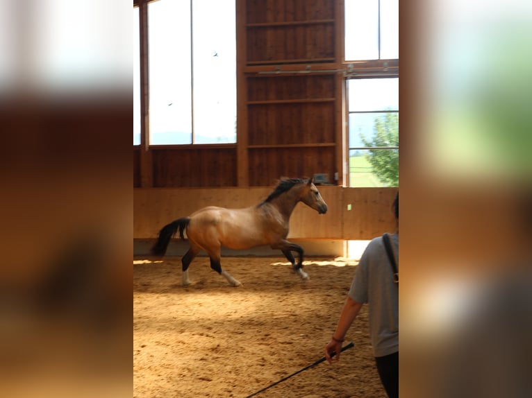 Leonharder Wallach 3 Jahre 152 cm Falbe in Grabenstätt