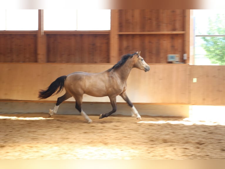 Leonharder Wallach 3 Jahre 152 cm Falbe in Grabenstätt