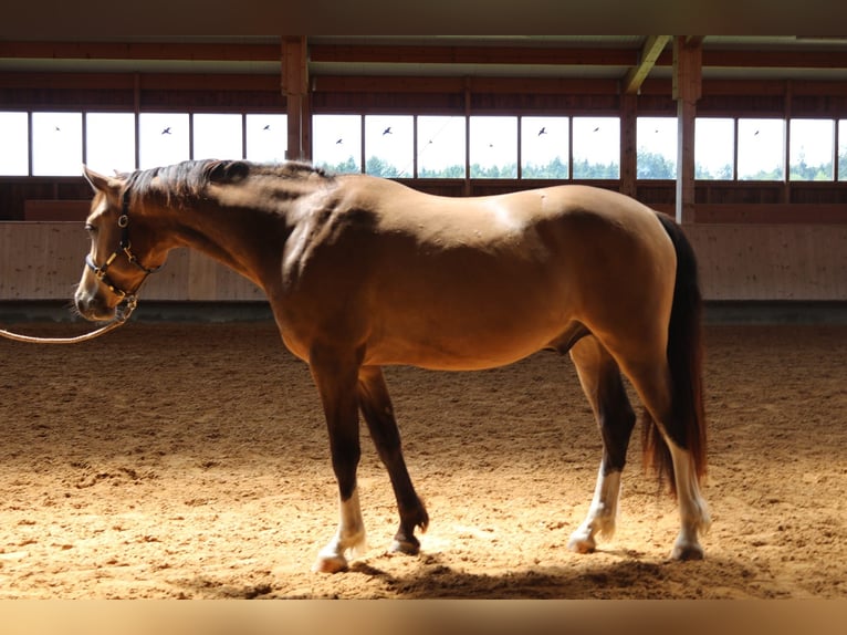 Leonharder Wallach 3 Jahre 152 cm Falbe in Grabenstätt