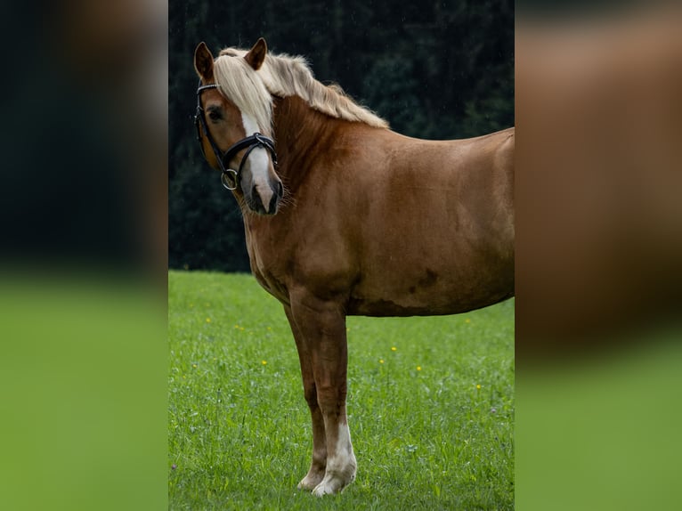 Leonharder Wallach 6 Jahre 150 cm Fuchs in Traunstein