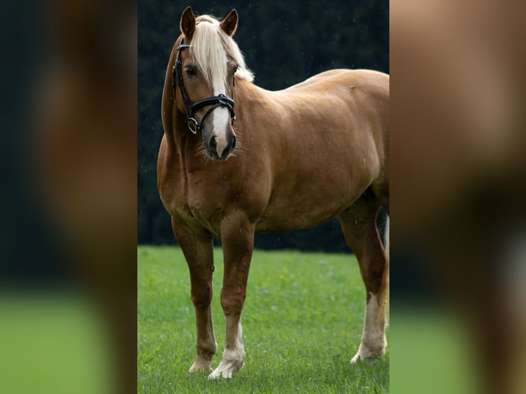 Leonharder Wallach 6 Jahre 150 cm Fuchs in Traunstein